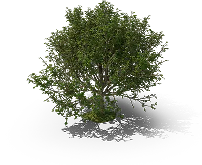 Tree.H03.2k
