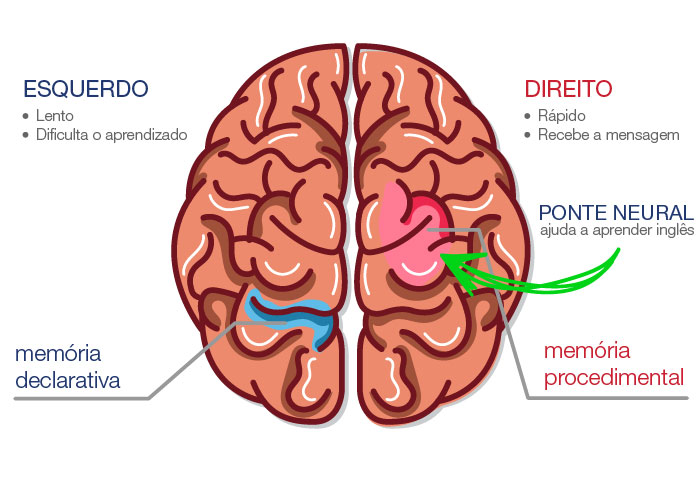 cerebro-ponte-neural